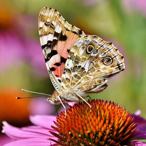  عکس گل و پروانه برای پروفایل