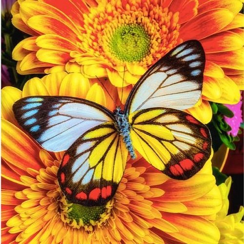  عکس گل و پروانه برای پروفایل