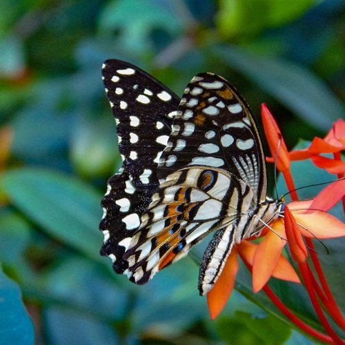  عکس گل و پروانه برای پروفایل
