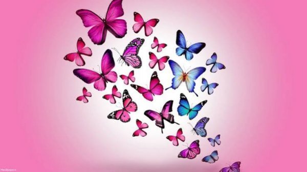  عکس زیبا و کیوت پروانه و گل برای بک گراند با کیفیت hd