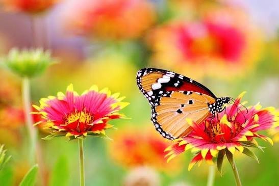  عکس زیبا و کیوت پروانه و گل برای بک گراند با کیفیت hd