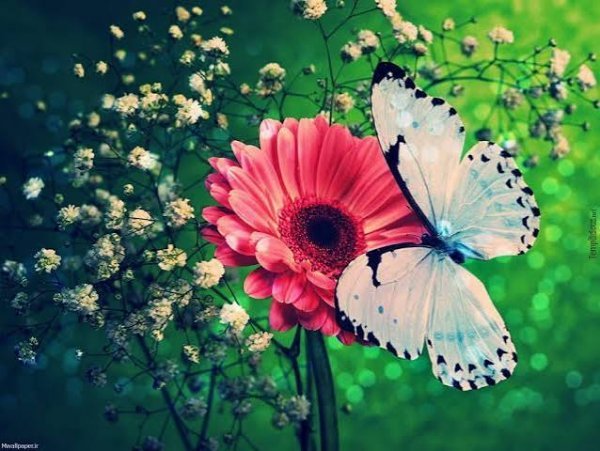  عکس زیبا و کیوت پروانه و گل برای بک گراند با کیفیت hd