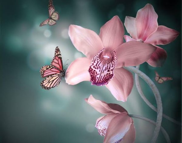  عکس زیبا و کیوت پروانه و گل برای بک گراند با کیفیت hd