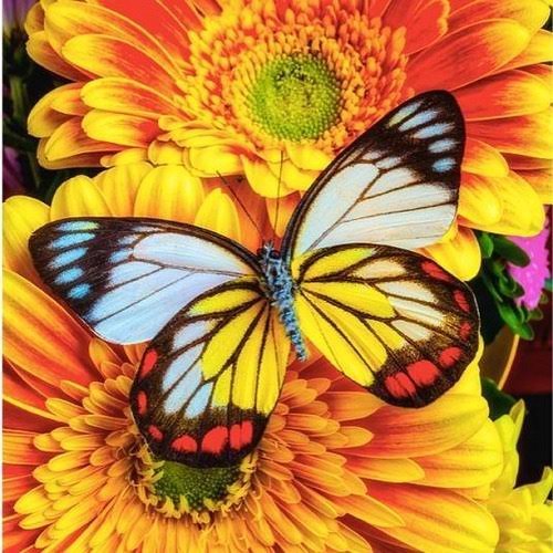  عکس زیبا و کیوت پروانه و گل برای بک گراند با کیفیت hd