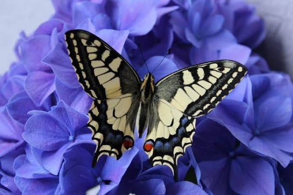 عکس پروفایل زیبای گل و پروانه فانتزی خوشگل