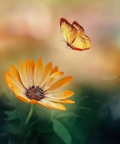  عکس پروفایل زیبای گل و پروانه فانتزی خوشگل