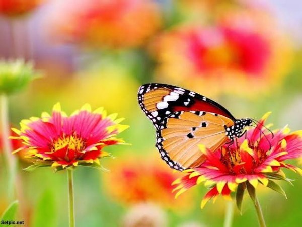  عکس پروفایل زیبای گل و پروانه فانتزی خوشگل