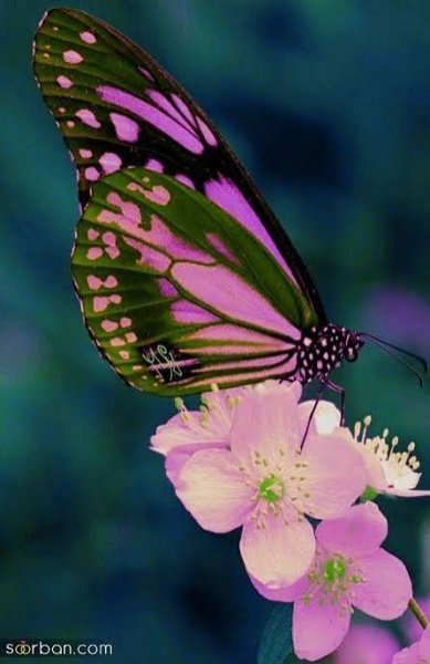  عکس پروفایل زیبای گل و پروانه فانتزی خوشگل