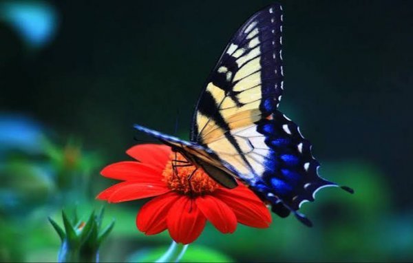  عکس پروفایل زیبای گل و پروانه فانتزی خوشگل