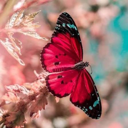 عکس پروفایل زیبای گل و پروانه فانتزی خوشگل