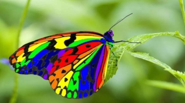 دانلود عکس پروانه برای پروفایل