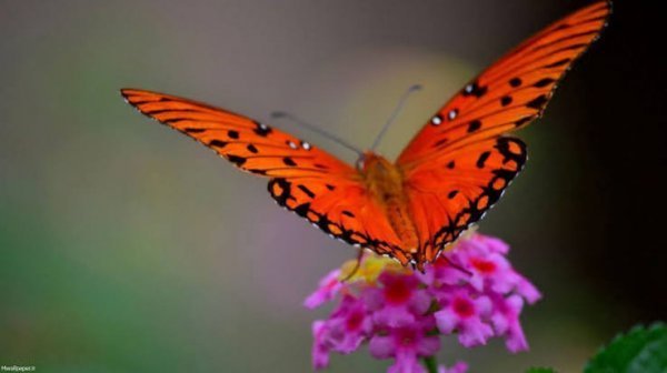  دانلود عکس پروانه برای پروفایل