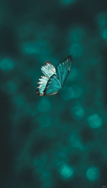  دانلود عکس پروانه برای پروفایل