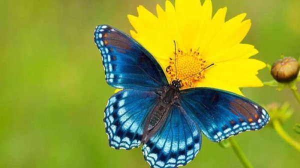  دانلود عکس پروانه برای پروفایل