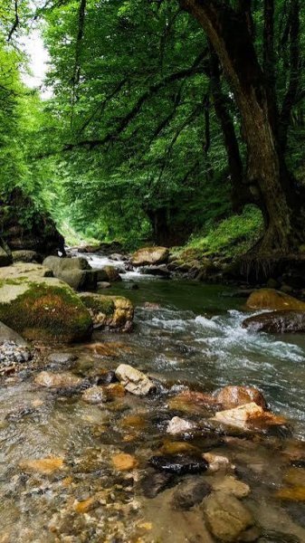  عکس رودخانه و جنگل