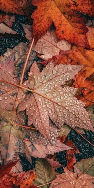 تصویر زمینه برگ پاییزی برای والپیپر
