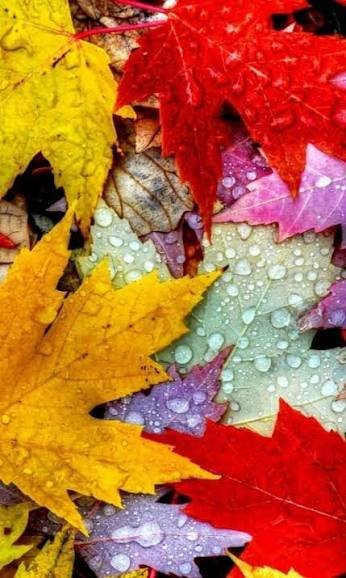  تصویر زمینه برگ پاییزی برای والپیپر