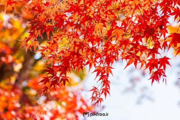  تصویر زمینه برگ پاییزی برای والپیپر