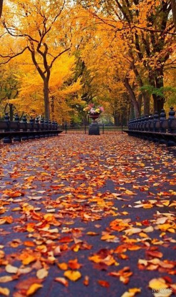  تصویر زمینه برگ پاییزی برای والپیپر