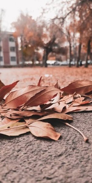  تصویر زمینه برگ پاییزی برای والپیپر