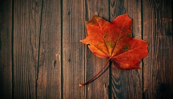  تصویر زمینه برگ پاییزی برای والپیپر