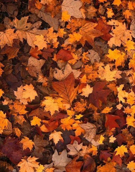  تصویر زمینه برگ پاییزی برای والپیپر