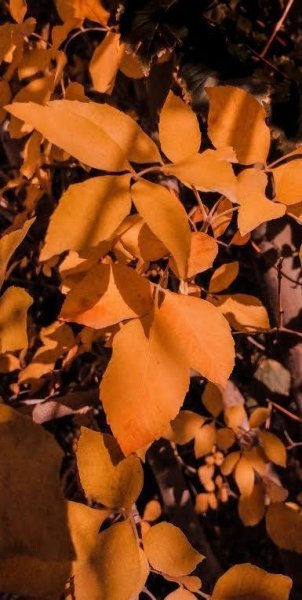  تصویر زمینه برگ پاییزی برای والپیپر