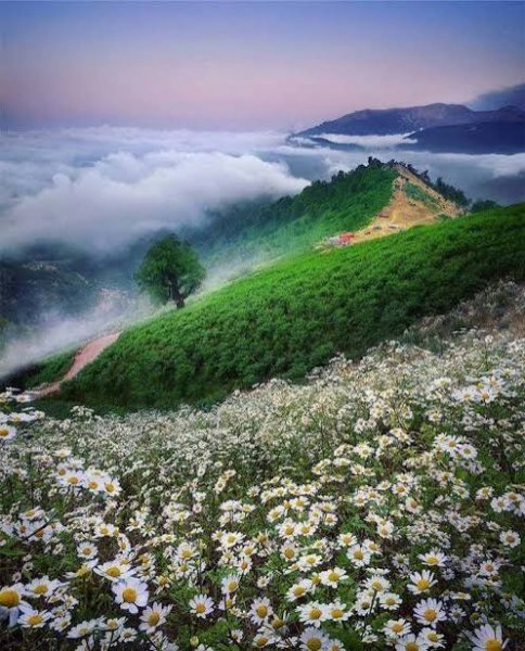  عکس مراتع سرسبز شمال ایران ماسال