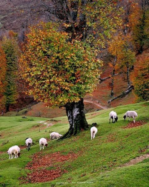  عکس جاهای دیدنی ماسال در پاییز