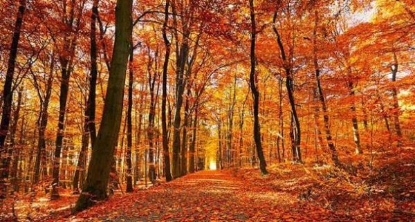 عکس پاییز شمال گیلان