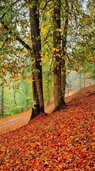  عکس پاییز شمال گیلان