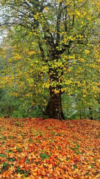  عکس از پاییز شمال