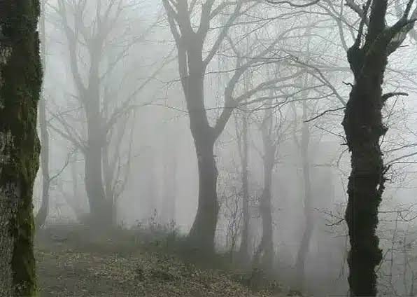  زیباترین جنگل لاهیجان با عکس