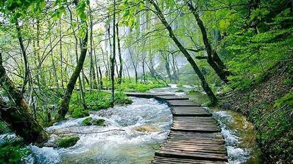  عکس جنگل های مه آلود شمال برای پس زمینه