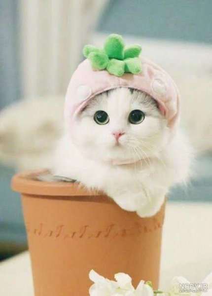  دانلود عکس گربه کوچولو بامزه برای پروفایل دخترونه