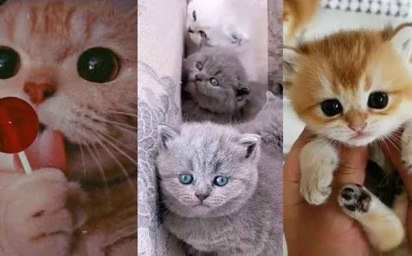  دانلود عکس گربه کوچولو بامزه برای پروفایل پسرونه