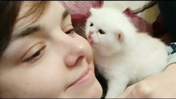  عکس گربه با دختر بچه