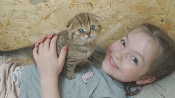  عکس گربه با دختر بچه