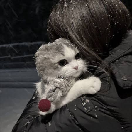  عکس گربه با دختر بچه