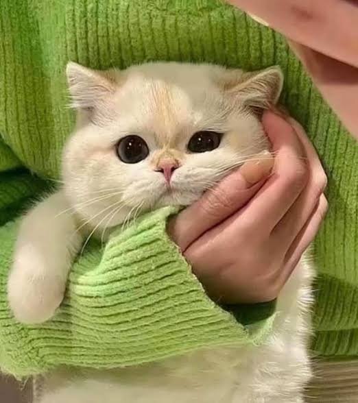  عکس پروفایل دختر و گربه فانتزی