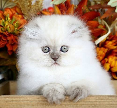  عکس گربه گوگولی واقعی سفید