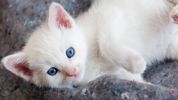  عکس گربه گوگولی واقعی سفید