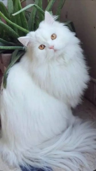  عکس گربه گوگولی واقعی سفید