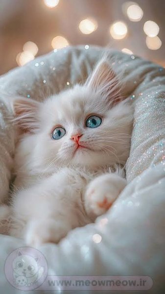  عکس گربه گوگولی واقعی سفید