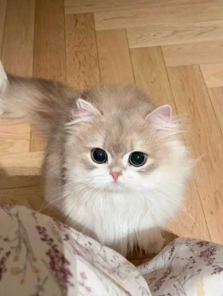  عکس گربه گوگولی واقعی سفید