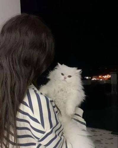  عکس دختر با گربه سفید