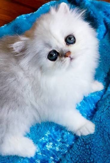  عکس بچه گربه