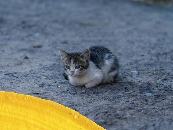  عکس بچه گربه خیابانی