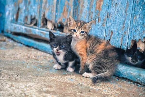  عکس بچه گربه خیابانی
