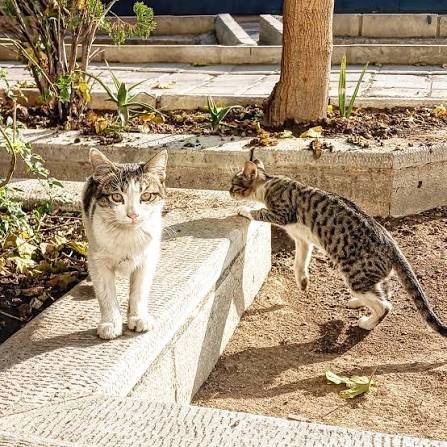  عکس بچه گربه خیابانی